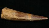 Spinosaurus Tooth - Aquatic Dinosaur #10926-2